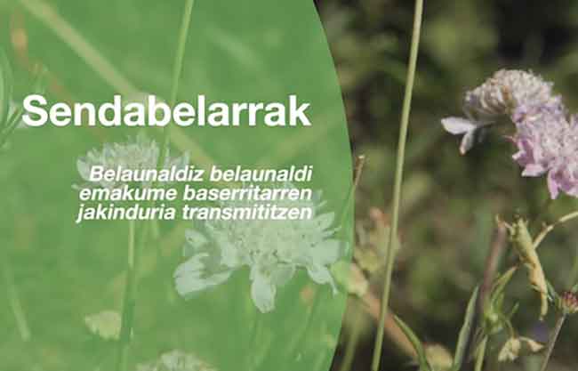 Emakume baserritarren jakinduria transmititzen | Transmitiendo la sabiduría de mujeres baserritarras. 3.bideoa: Sendabelarrak | Plantas medicinales