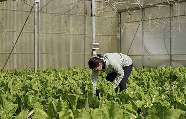 EHNE Bizkaia - Segunda escuela de agroecología feminista